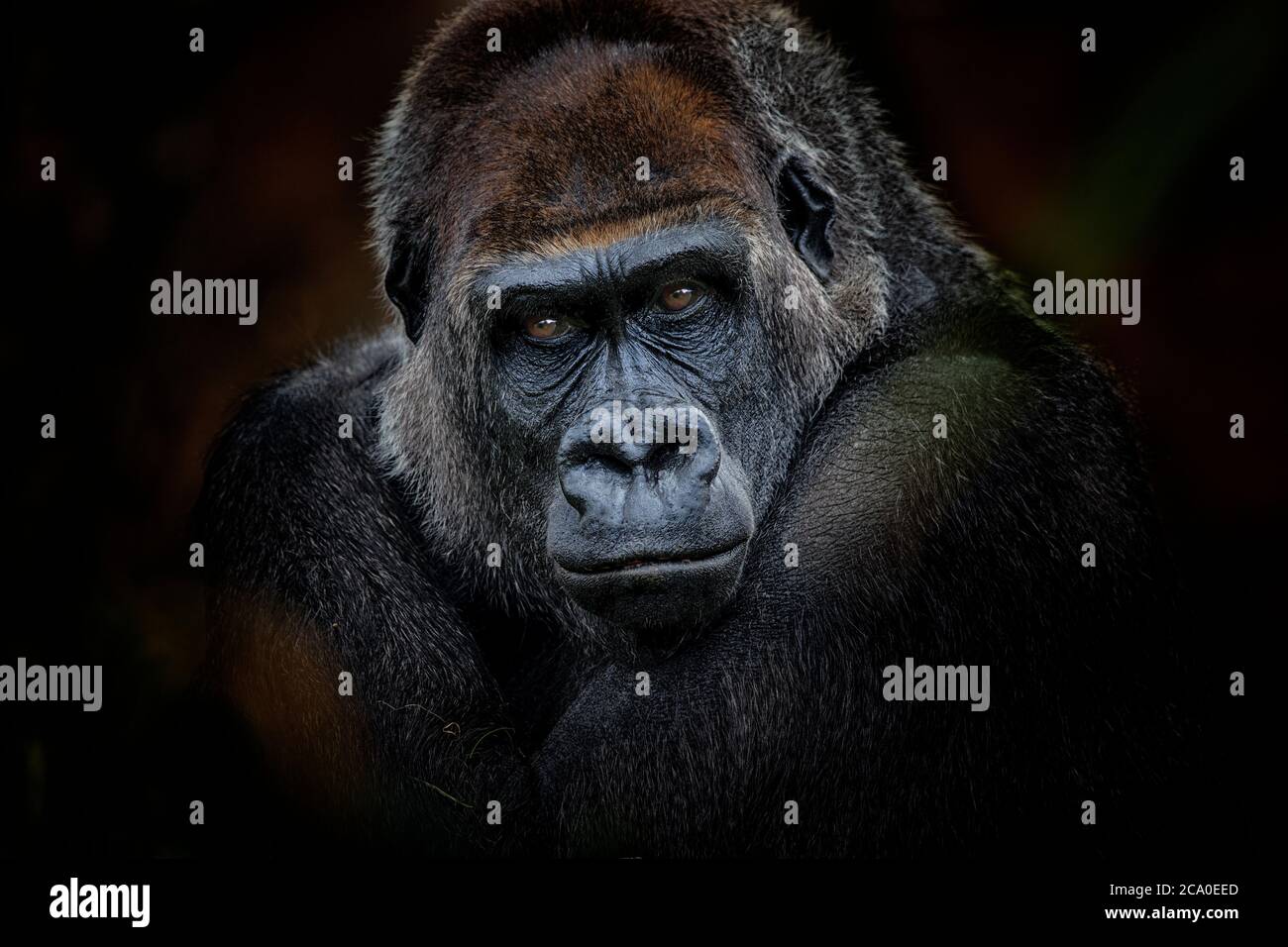 Portrait de gorille, regardez dans les yeux d'une belle créature. Banque D'Images