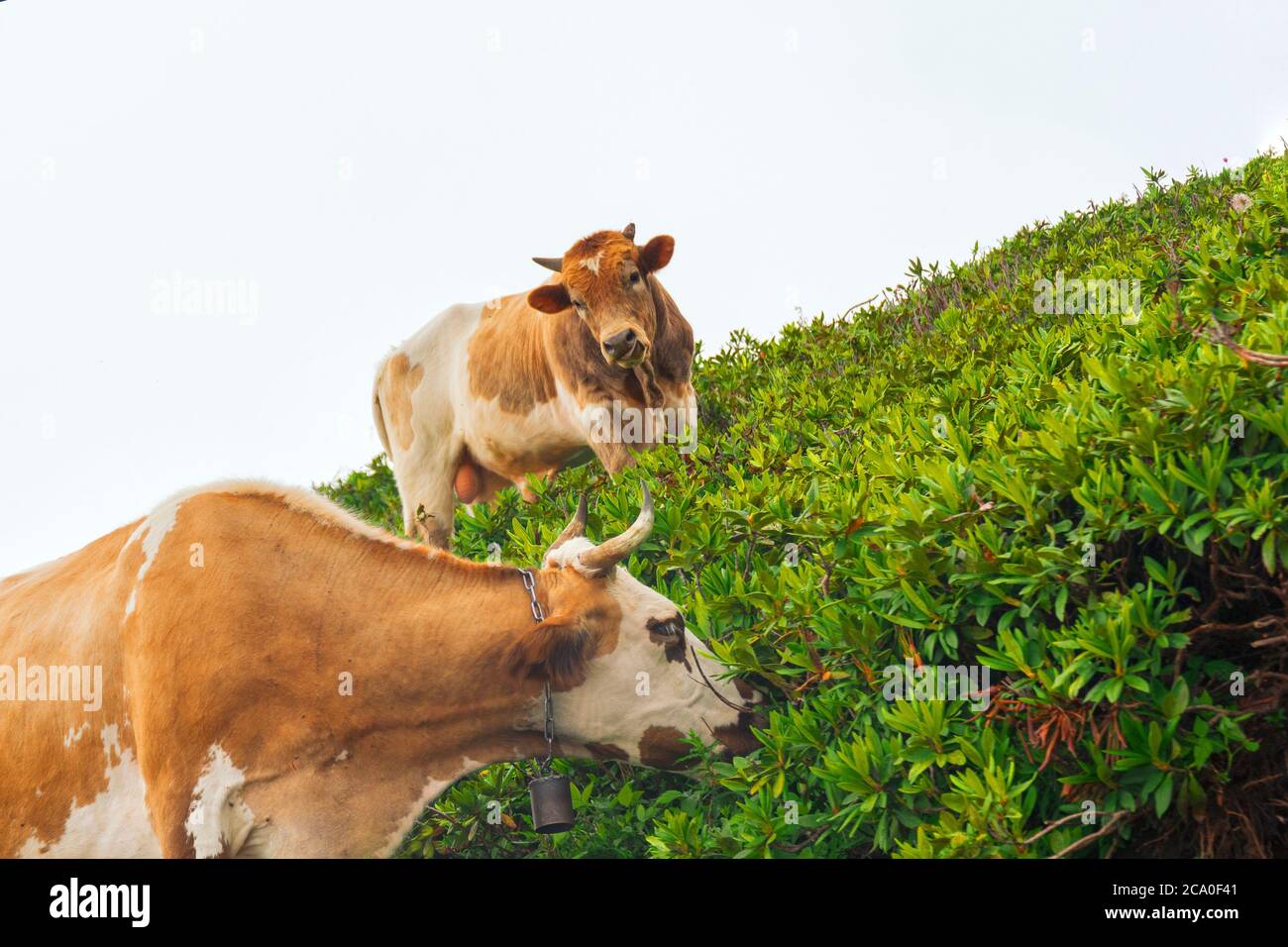 Une vache avec une cloche sur son cou mange de l'herbe verte dans les épaississants du rhododendron sur les pentes des prés alpins, en arrière-plan un jeune taureau Banque D'Images