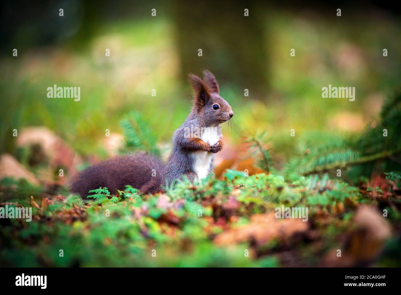Écureuil assis dans le parc d'automne soleil couleurs d'automne. Banque D'Images