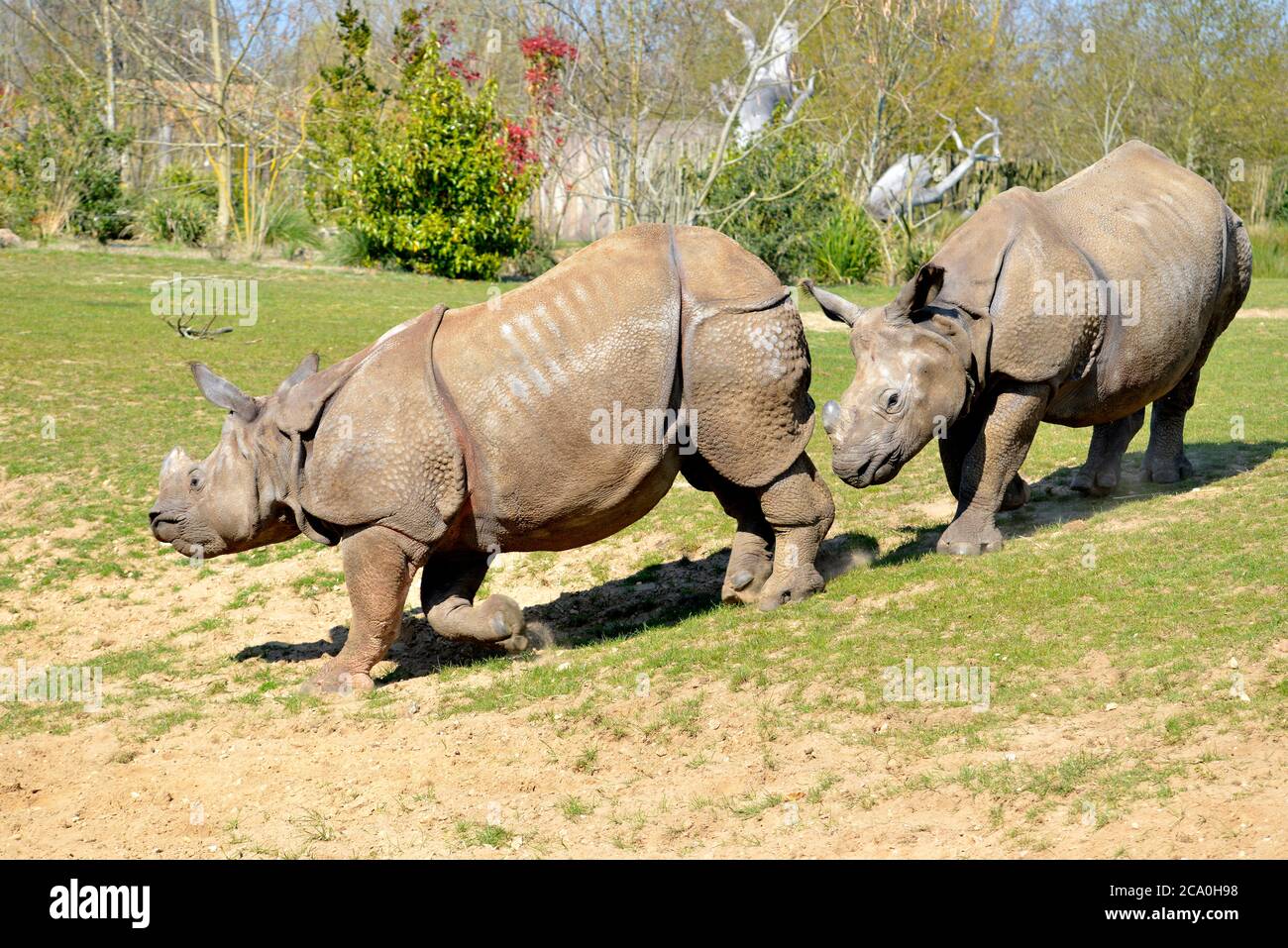 Rhinocéros indiens (Rhinoceros unicornis) marchant dans un seul fichier Banque D'Images