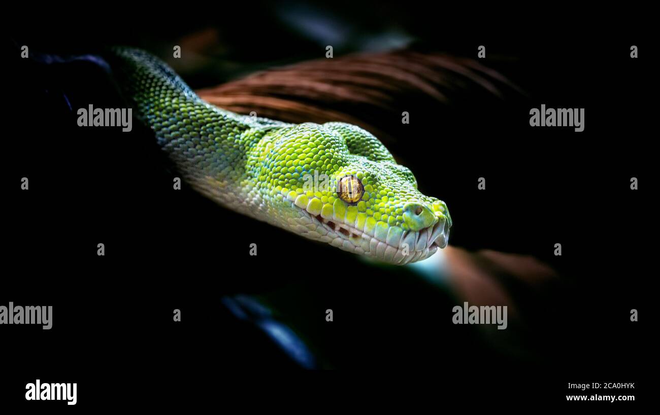 Morelia viridis, python vert serpent Banque D'Images