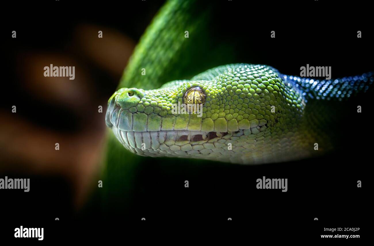Morelia viridis, python vert serpent Banque D'Images