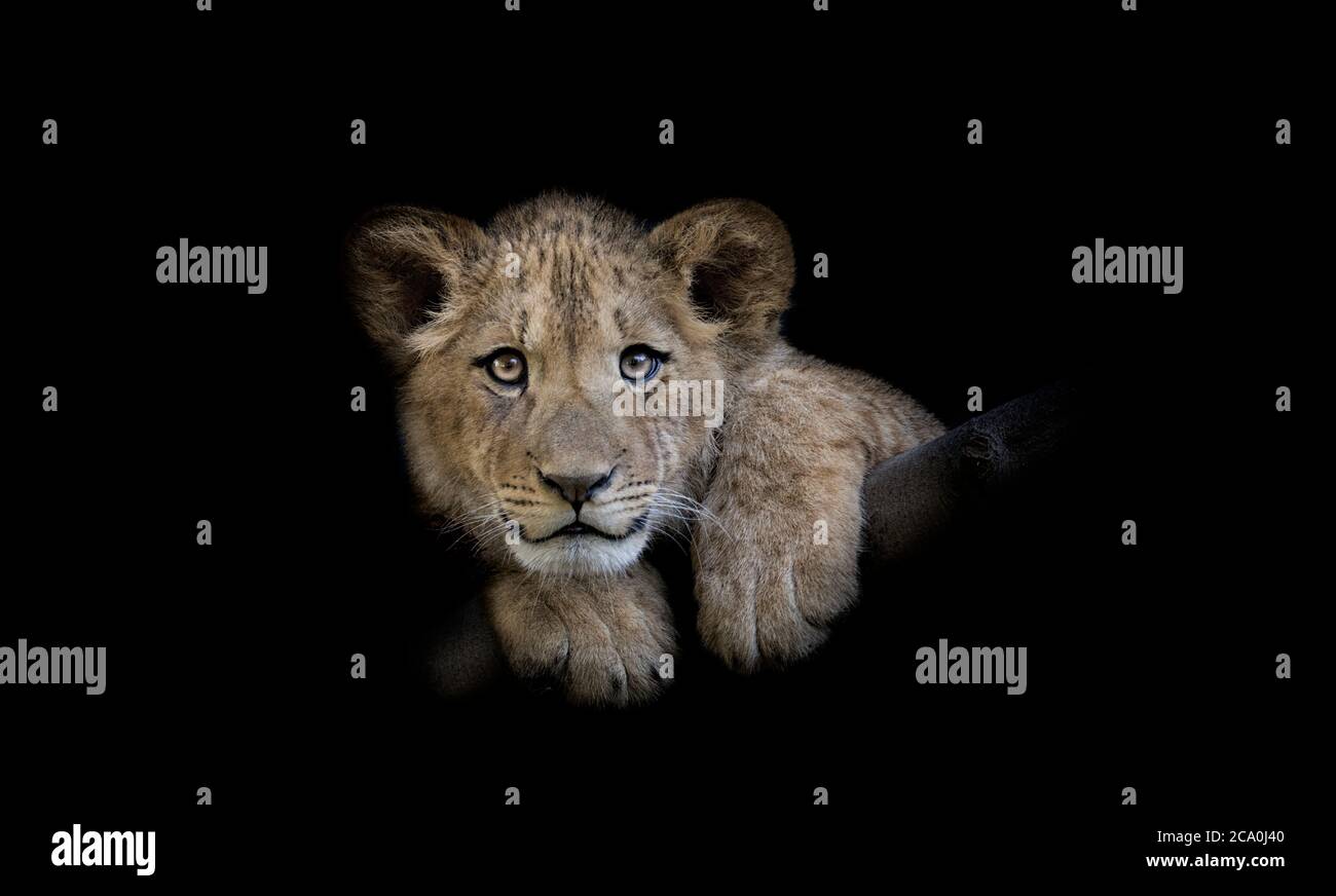 Le jeune lion de Berber a l'air majestueux arrière-plan sombre. Banque D'Images
