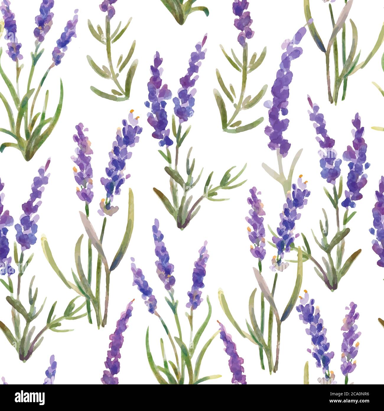 Illustration vectorielle. Motif sans couture composé de fleurs de lavande. Aquarelle Illustration de Vecteur