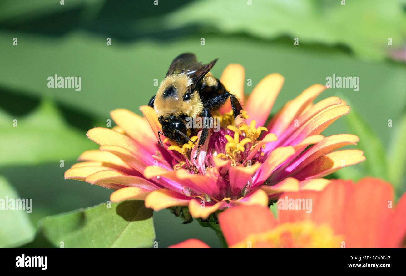 Gros plan de Bumble Bee alimentation de la fleur de Zinnia rouge et jaune dans le jardin d'été, Canada Banque D'Images
