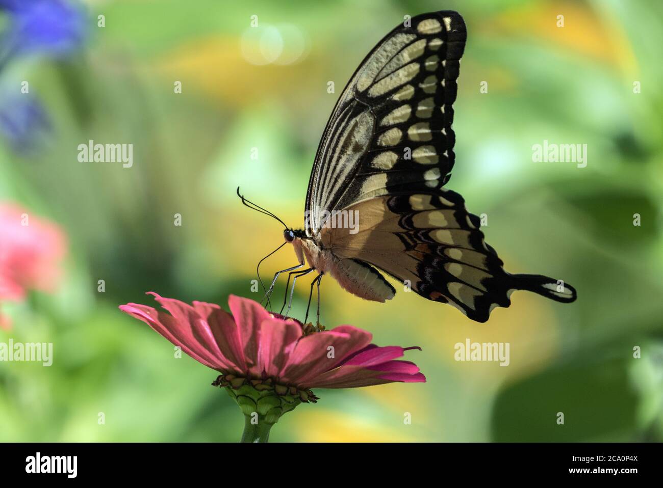 Gros plan du papillon à queue jaune géant ( Papilio créphontes) se nourrissant du nectar d'une fleur rose de Zinnia en été, Canada Banque D'Images