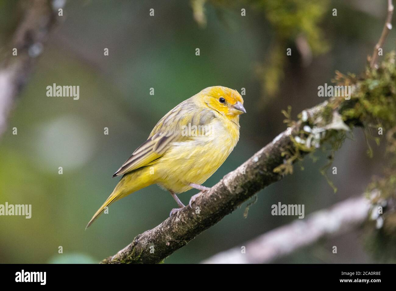 Magnifique oiseau jaune dans la végétation de la forêt tropicale de l'Atlantique, réserve écologique de Serrinha do Alambari, Rio de Janeiro, Brésil Banque D'Images