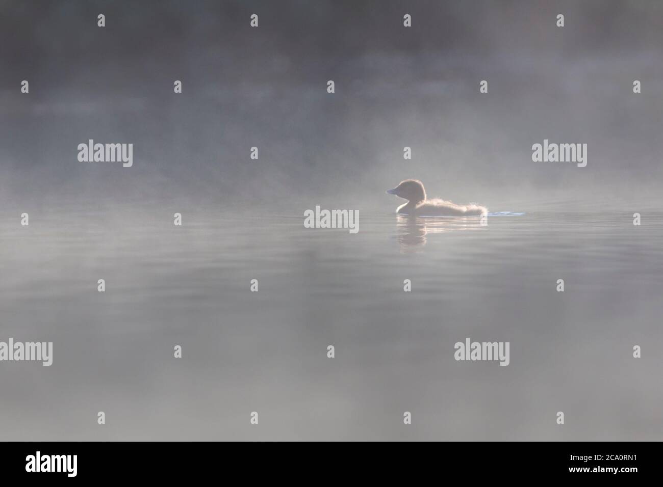 Huard Commun Ou Grand Plongeur Du Nord Gavia Immer Bebe Photo Stock Alamy