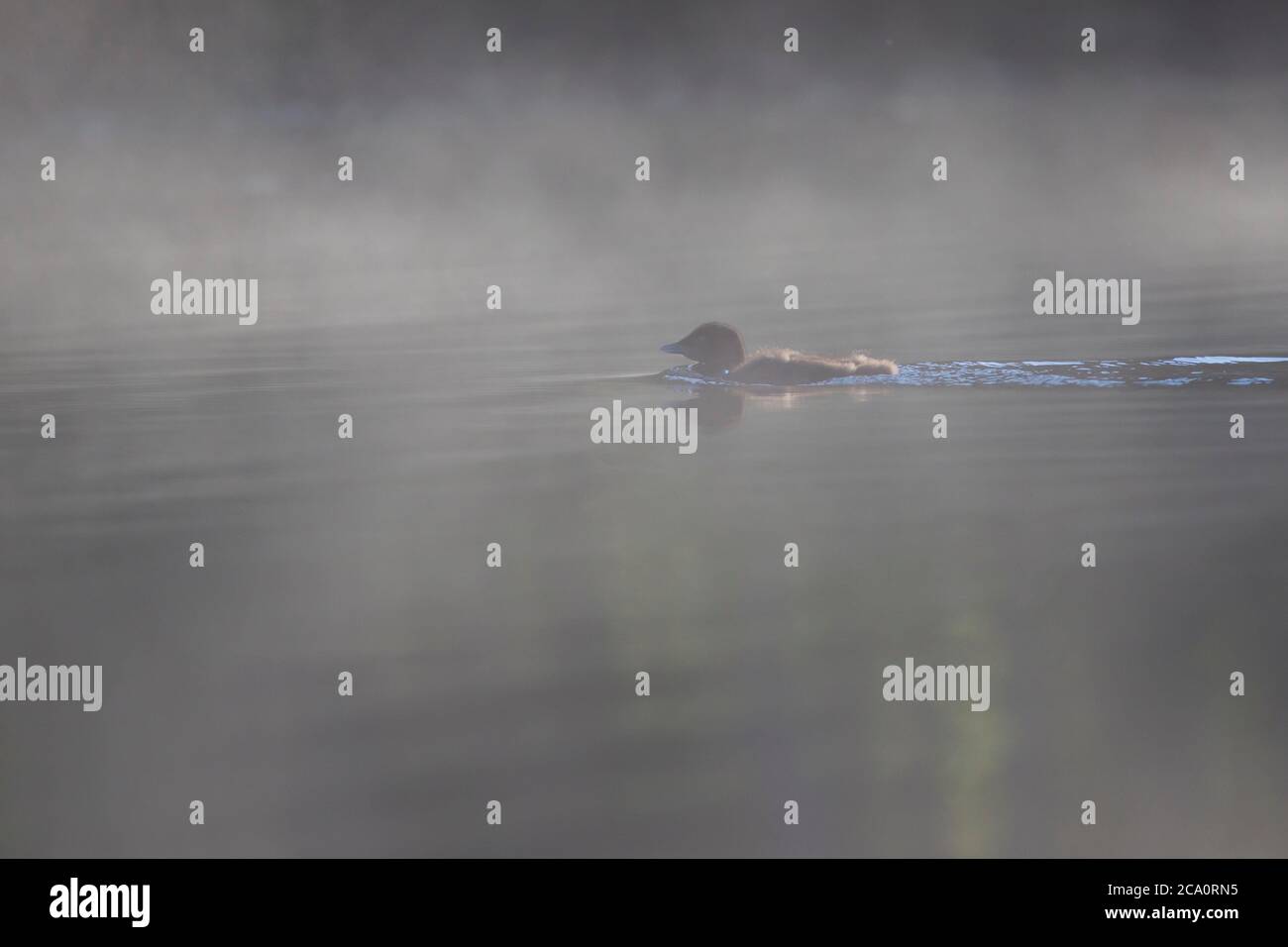 Huard Commun Ou Grand Plongeur Du Nord Gavia Immer Bebe Photo Stock Alamy