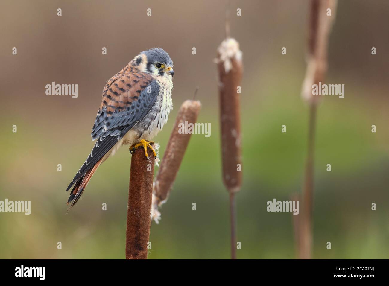 Le kestrel américain (Falco sparverius) est le faucon le plus petit et le plus commun en Amérique du Nord. Banque D'Images