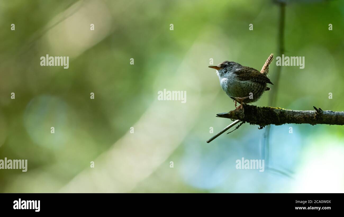 Robin baum Banque de photographies et d’images à haute résolution - Alamy