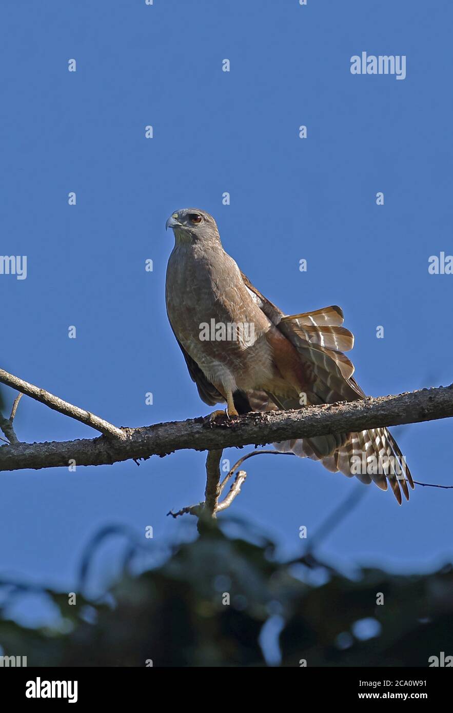 Ridgway's Hawk (Buteo ridgwayi) adulte mâle perché sur une branche égratignante, espèce endémique Los Haitises NP, République dominicaine J Banque D'Images