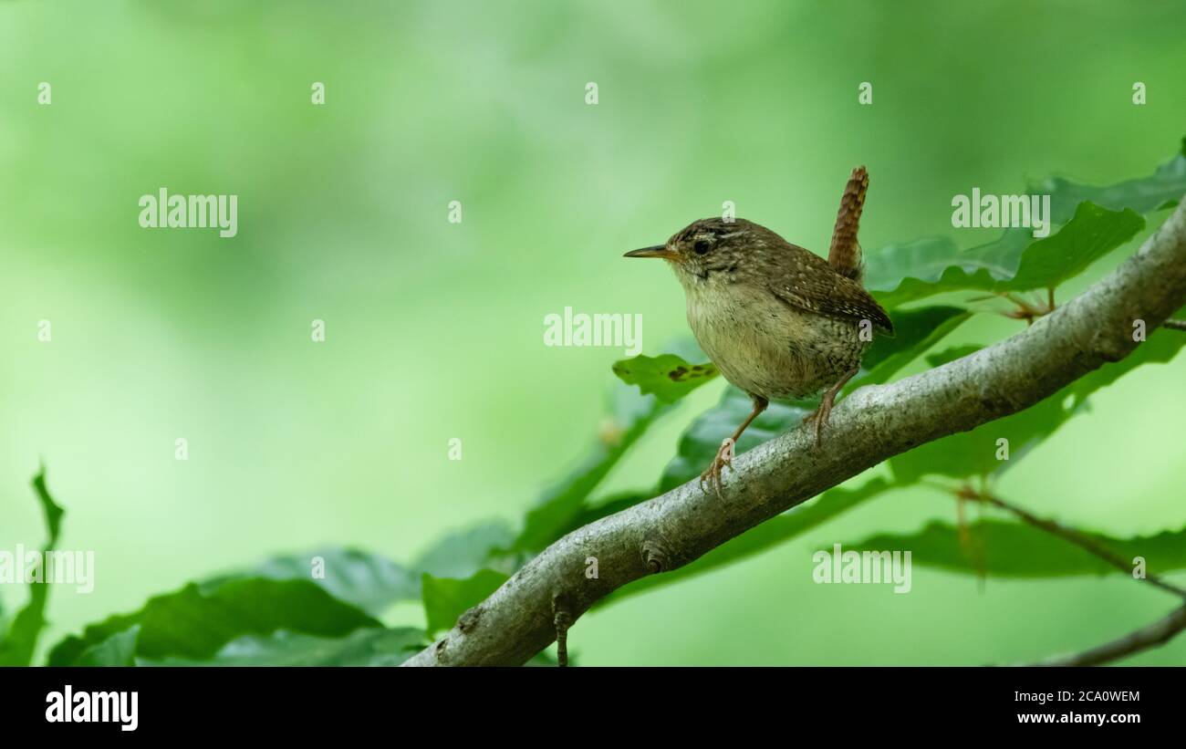Robin baum Banque de photographies et d’images à haute résolution - Alamy