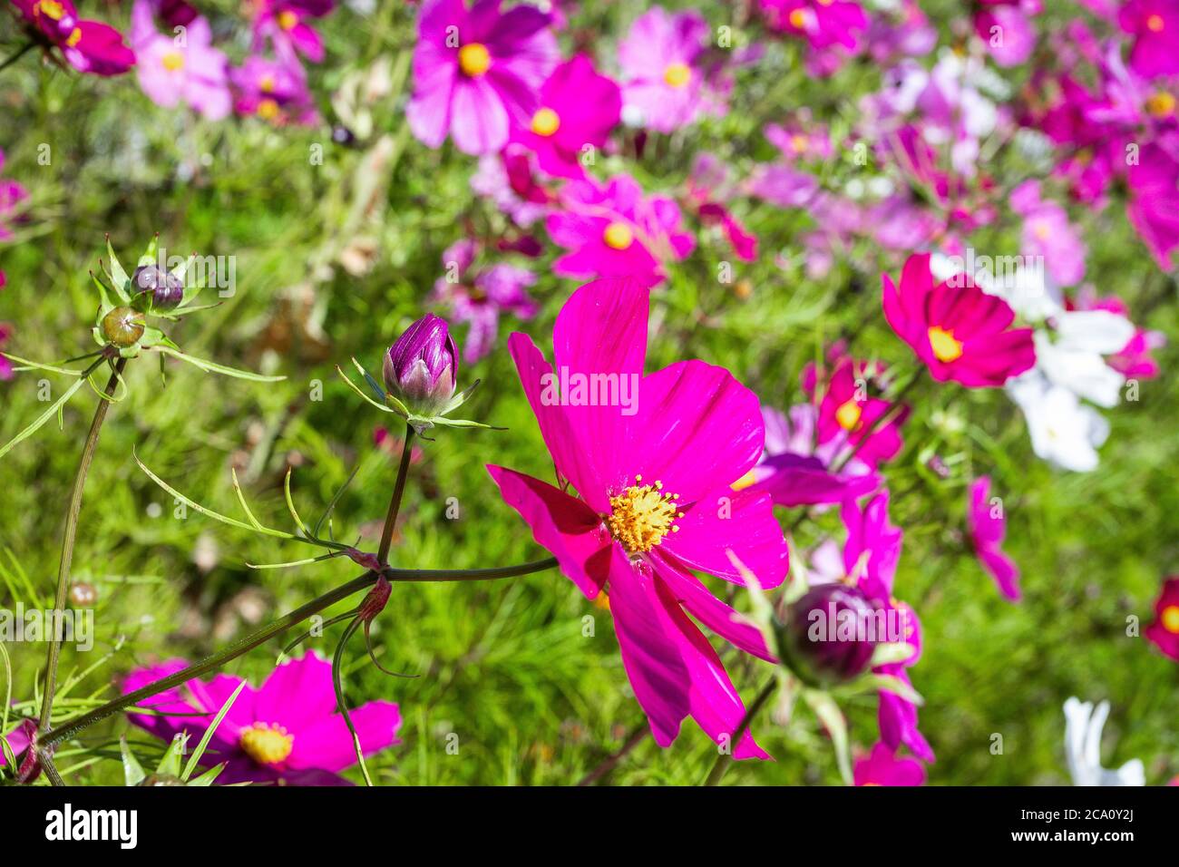 Fleurs à l'été, couleurs vives et vives Banque D'Images