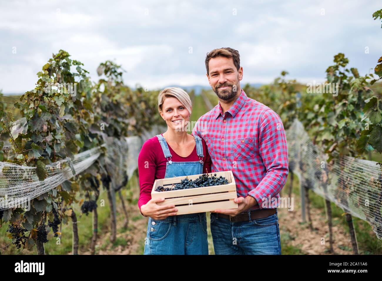 Homme et femme tenant des raisins en boîte dans le vignoble en automne, concept de récolte. Banque D'Images