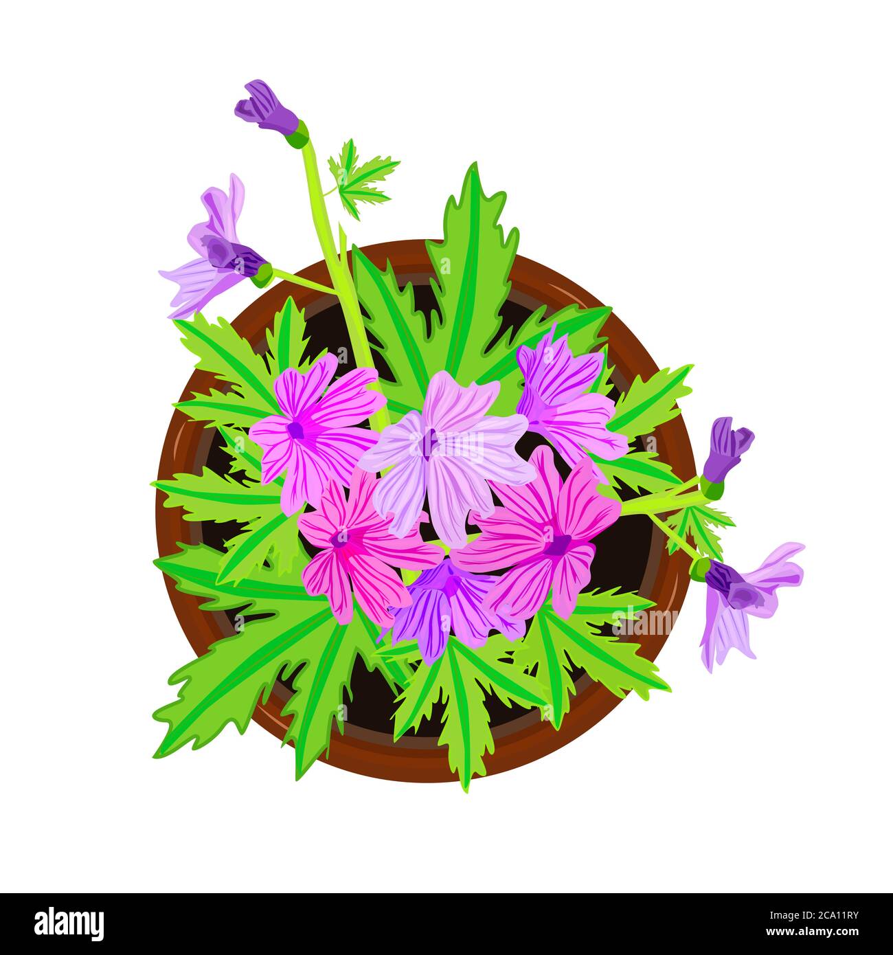 Fleur en pot isolée sur fond blanc. Fleur violette fraîche avec feuilles  vertes dans le pot de fleurs. Maison plante vue de dessus. Illustration du  vecteur de stock Image Vectorielle Stock -