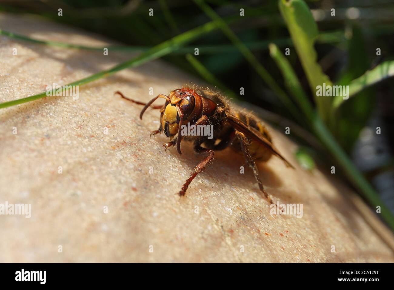 Hornet se réchauffe au soleil Banque D'Images