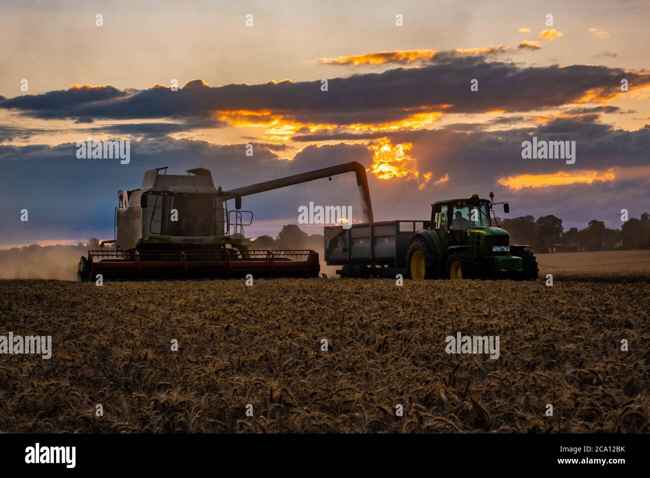 Déchargement de la moissonneuse-batteuse du blé coupé Banque D'Images