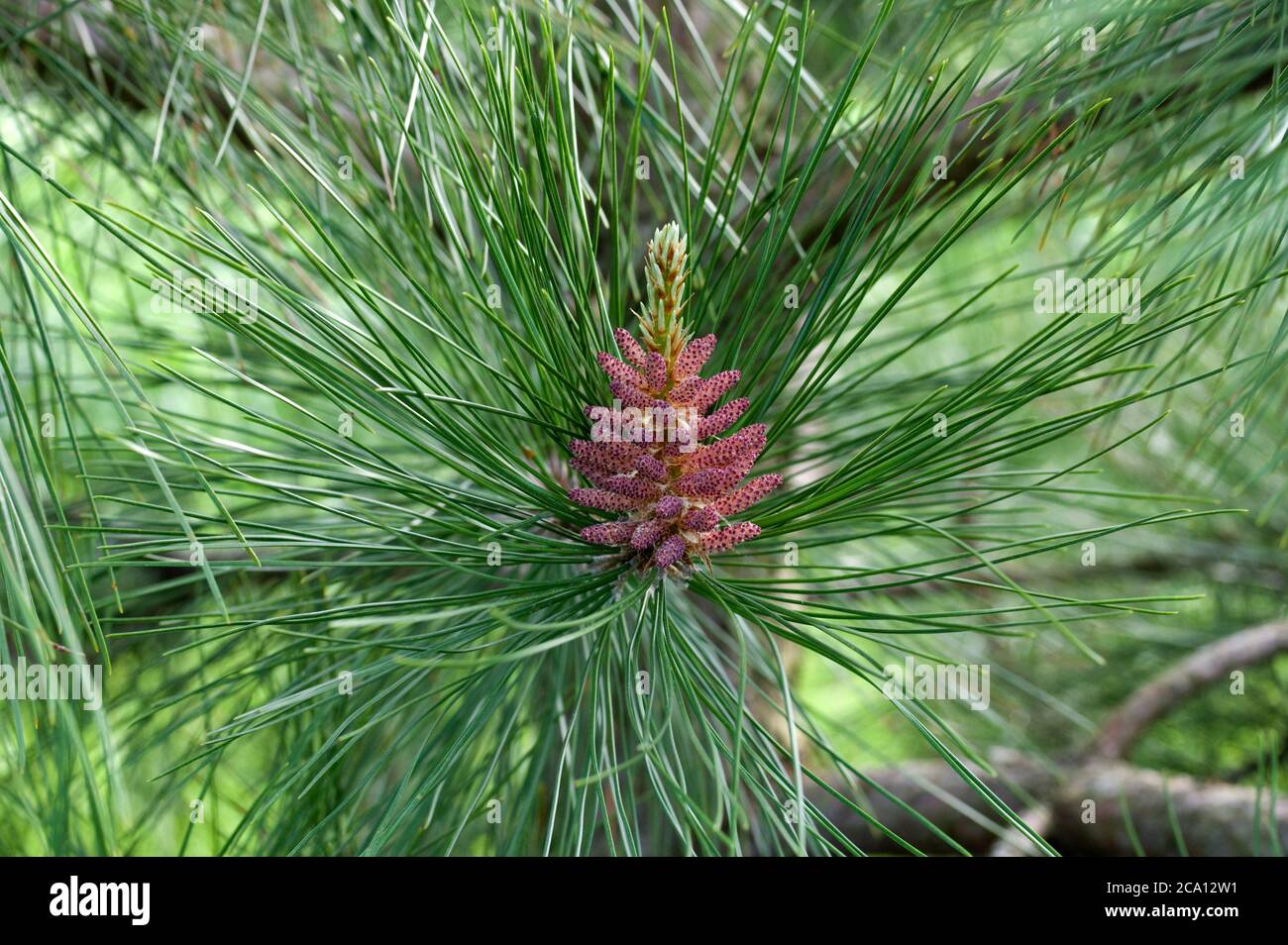 Fleur mâle de pin rouge, Pinus resinosa, composée de cônes polliniques formés à la base de la nouvelle tige. Banque D'Images
