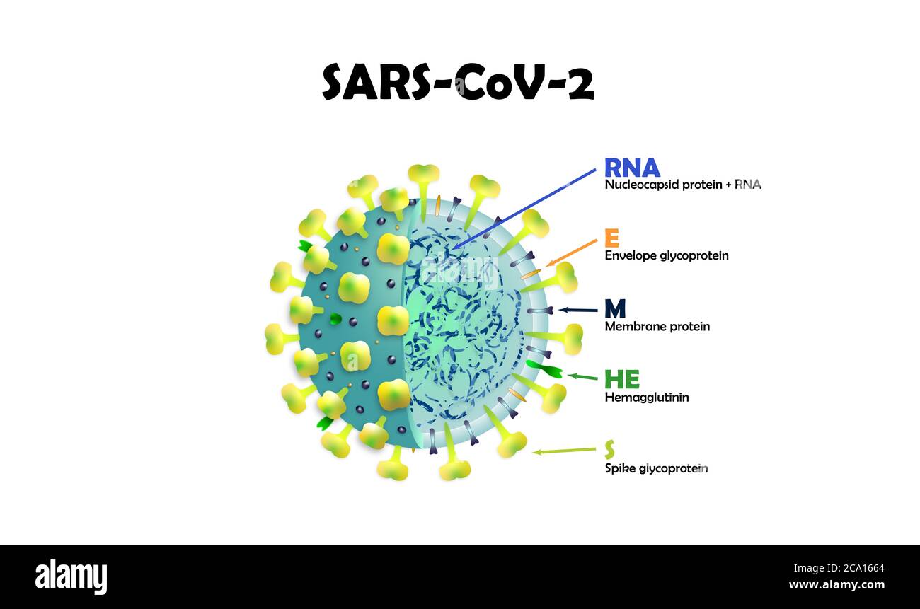 SRAS-CoV2. Modèle transversal d'un coronavirus. Banque D'Images