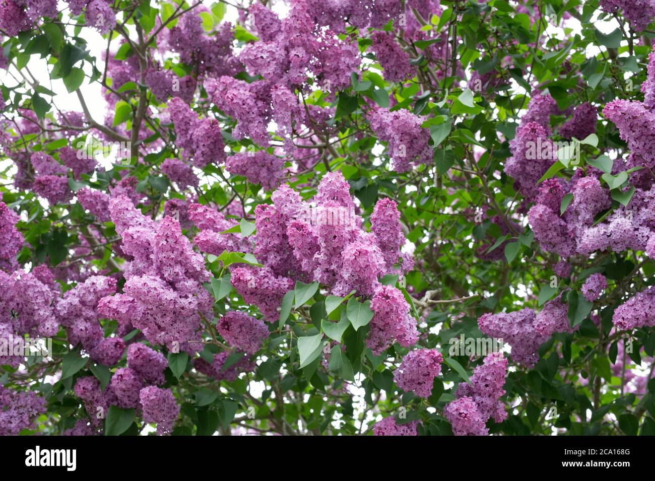 Syringa vulgaris dans le jardin. Fleurs lilas. Banque D'Images