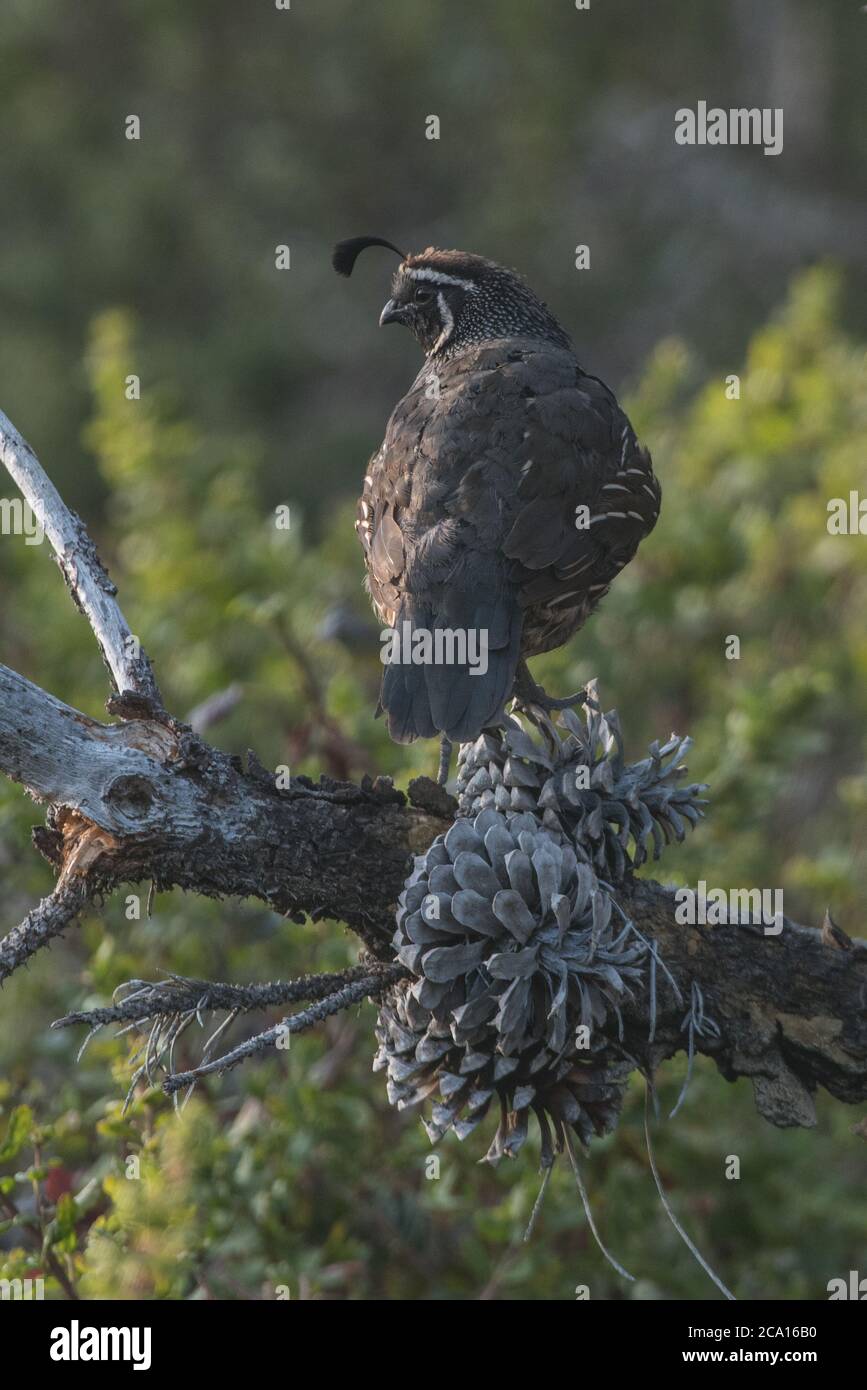 Un caille de Californie (Callipepla californica), oiseau d'État de Californie. Vu à point Reyes National Seashore. Banque D'Images