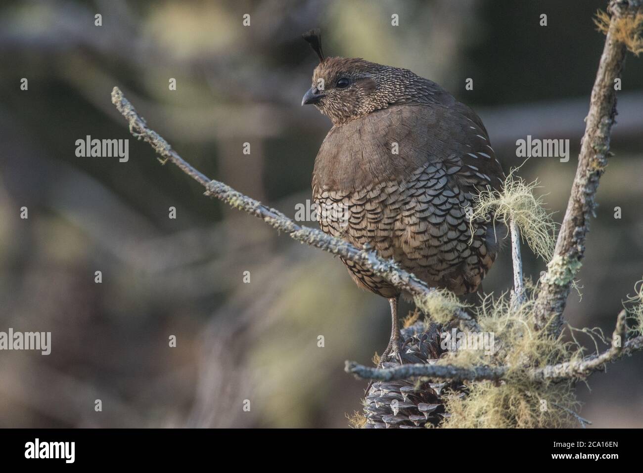 Un caille de Californie (Callipepla californica), oiseau d'État de Californie. Vu à point Reyes National Seashore. Banque D'Images