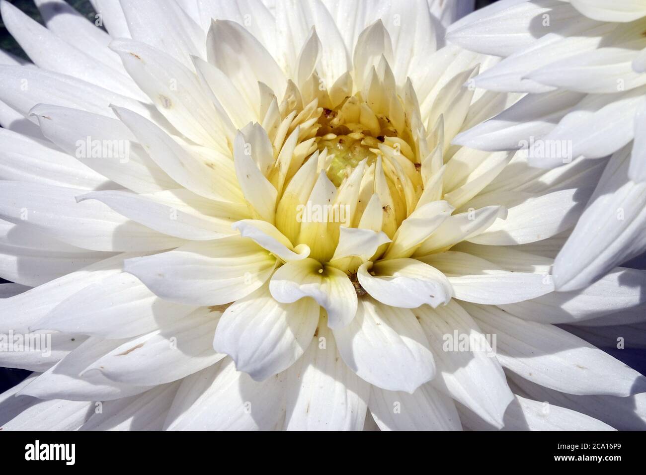 Dahlia blanc mon amour fleur Dahlias blanc Banque D'Images