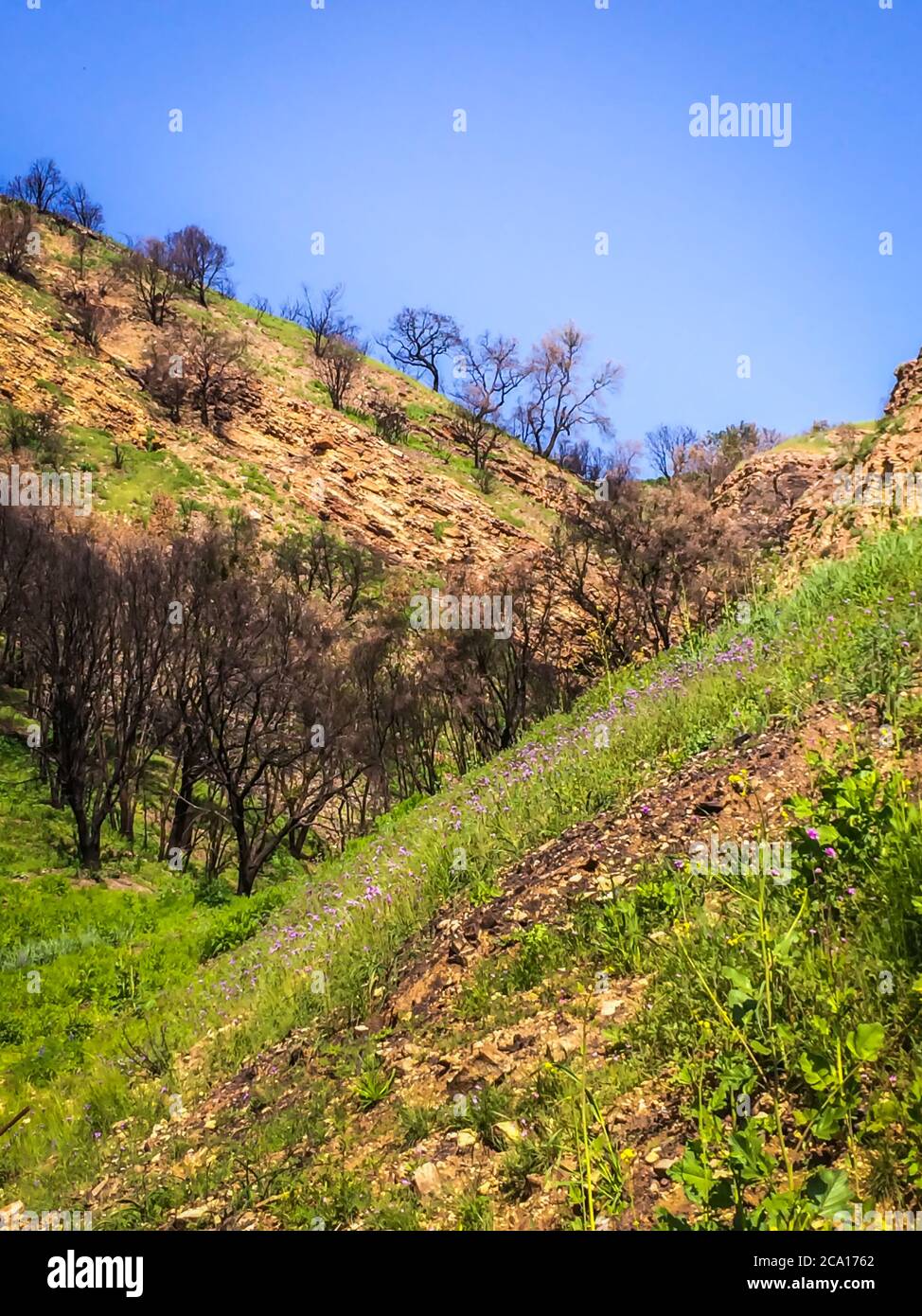 Vue rapprochée d'une colline dans le parc national de Malibu Creek, dans les montagnes de Santa Monica, au printemps 2019 Banque D'Images