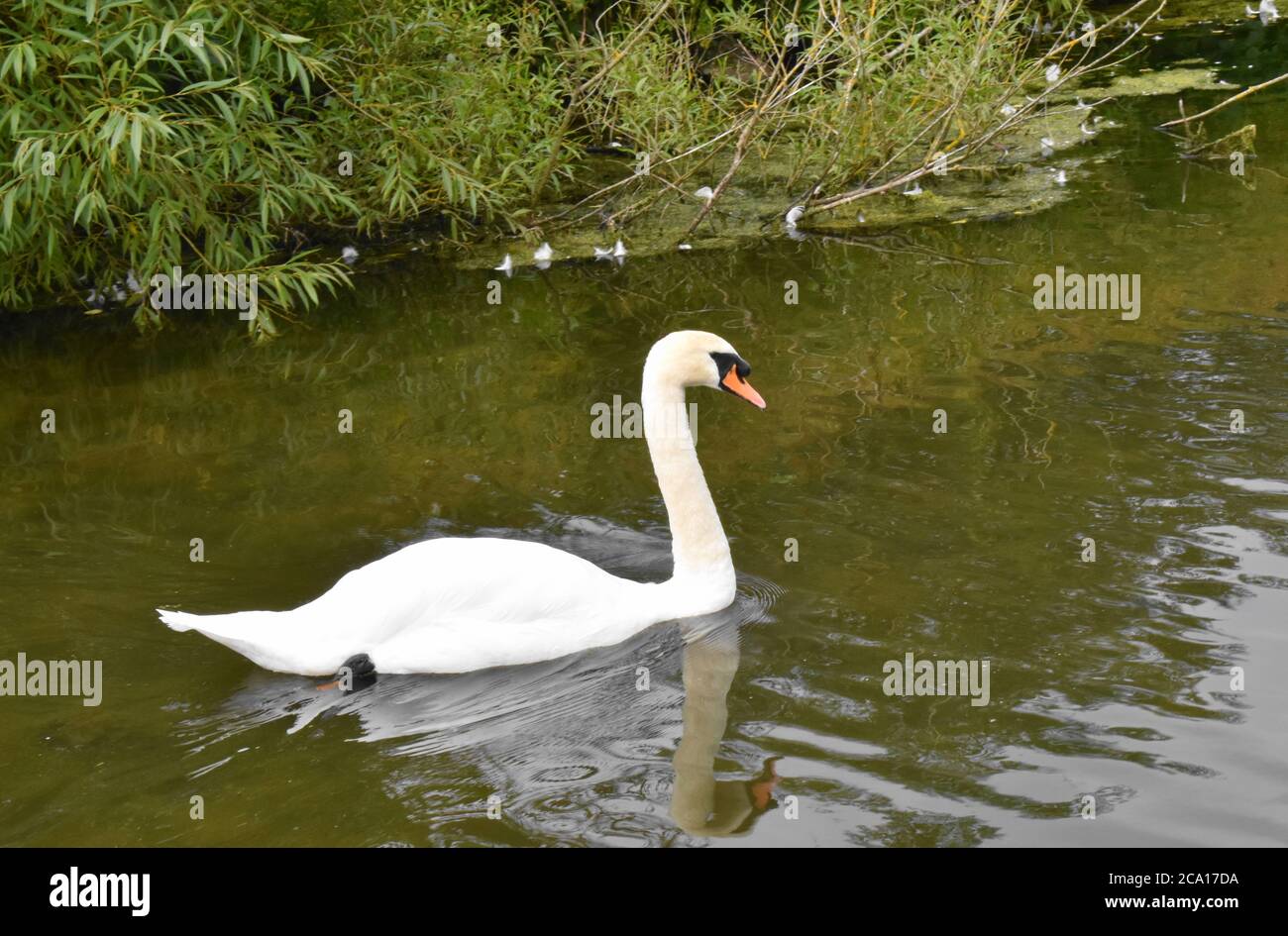 Muet cygne flottant sur l'eau près de la rive d'un petit étang. Banque D'Images