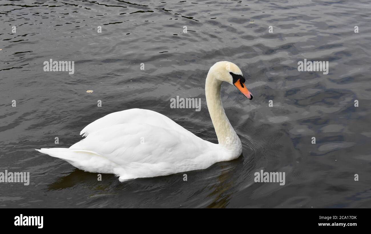 Un cygne muet qui glisse sur l'eau d'un petit étang. Banque D'Images