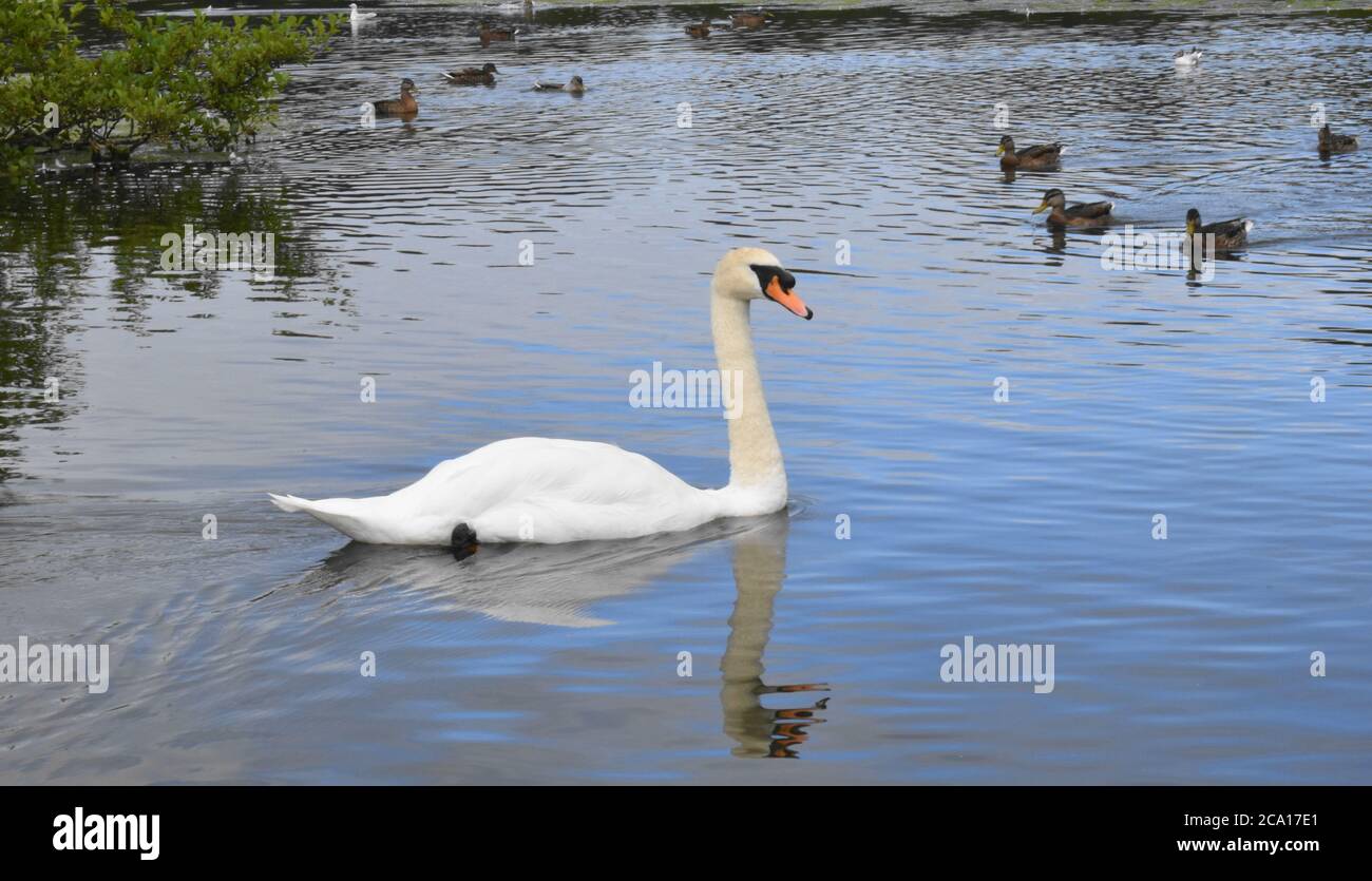 Muet cygne [Cygnus Olor ] et d'autres oiseaux d'eau qui glissent sur l'eau d'un petit étang en Écosse. Banque D'Images