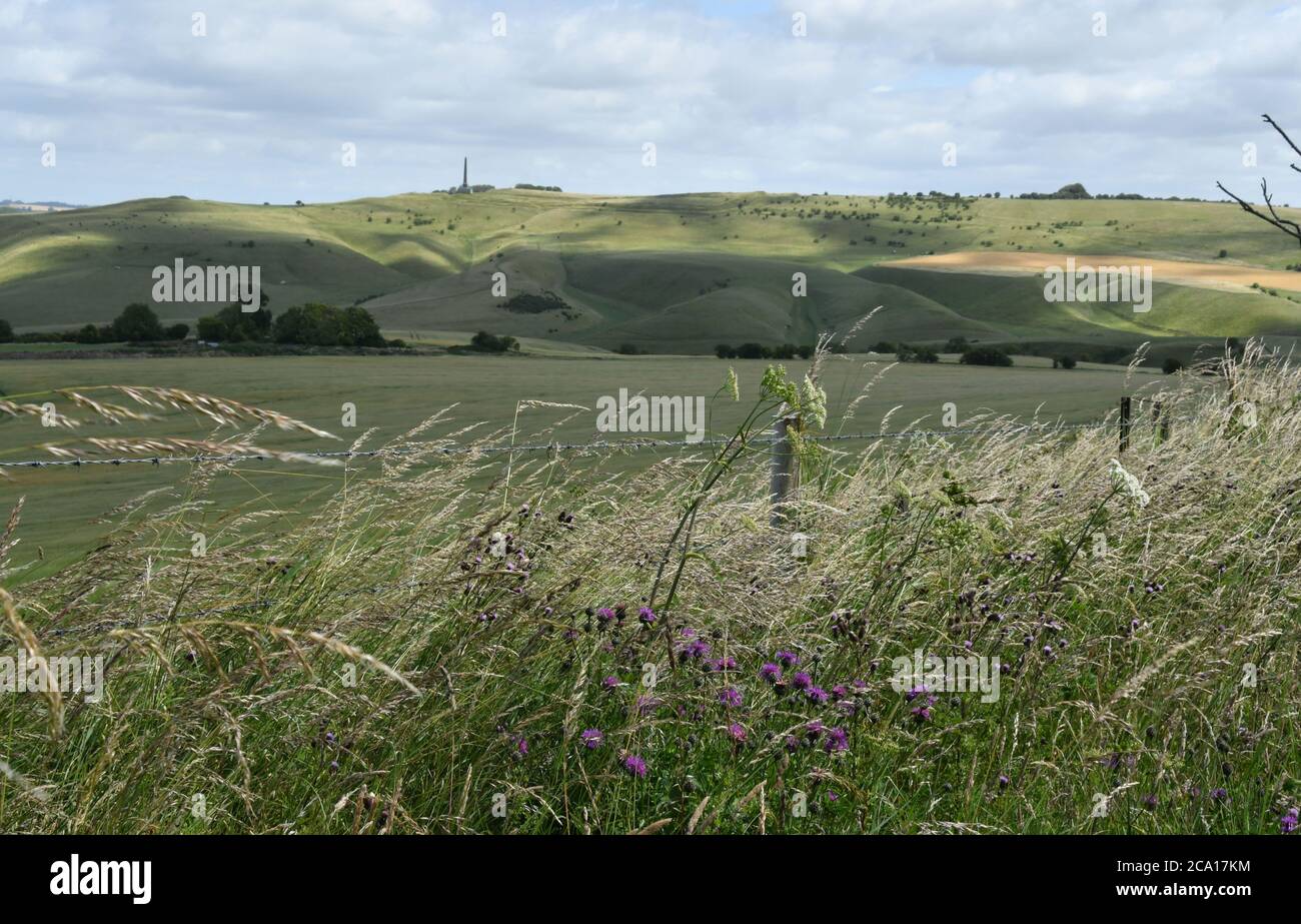 Vue de Morgans Hill vers le monument Lansdowne sur Cherhill avec des fleurs sauvages et des herbes en premier plan, Wiltshire.UK Banque D'Images