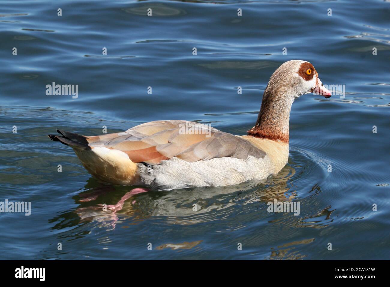 Egyptian Goose (Alopochen aegyptiaca), River Thames, Hampton court, East Molesey, Surrey, Angleterre, Grande-Bretagne, Royaume-Uni, Royaume-Uni, Europe Banque D'Images