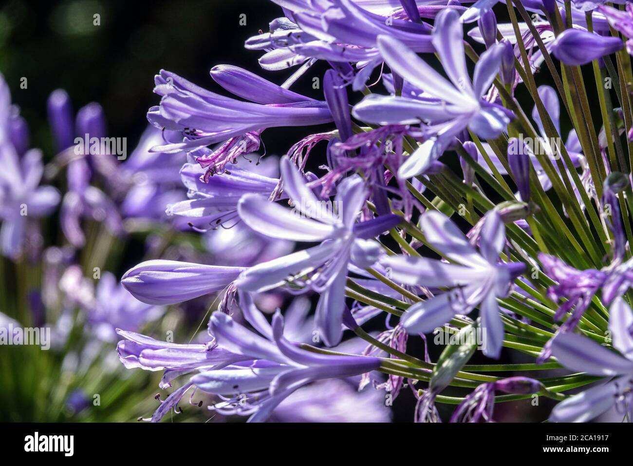 Lily bleue africaine Agapanthus africanus fleurs Banque D'Images