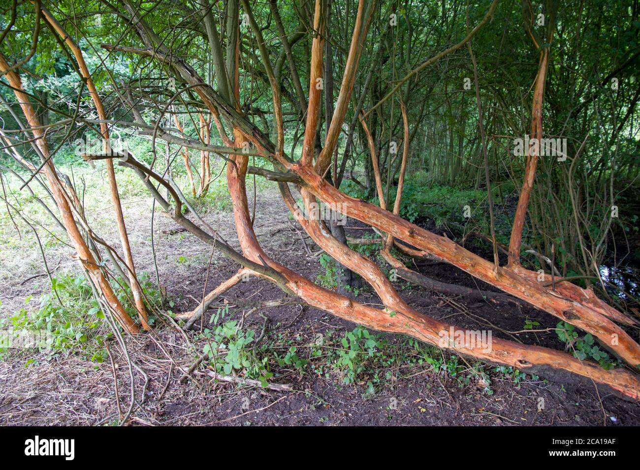 branches d'arbre frottées nues par le bétail Banque D'Images
