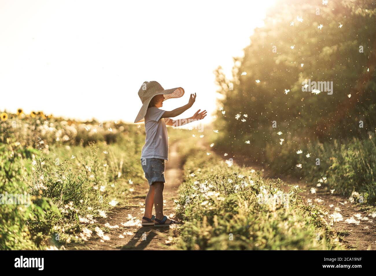 Un petit garçon joue avec des fluffs au coucher du soleil, en profitant de la vie et de la nature. Joyeux enfant à la campagne. Silhouette d'un garçon dans les rayons du soleil. Air frais, environnement concept. Banque D'Images