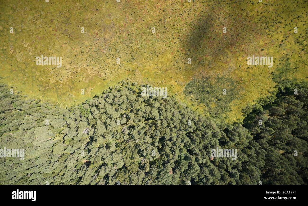 Champ vert avec vue de dessus de drone aérienne en ligne de forêt Banque D'Images