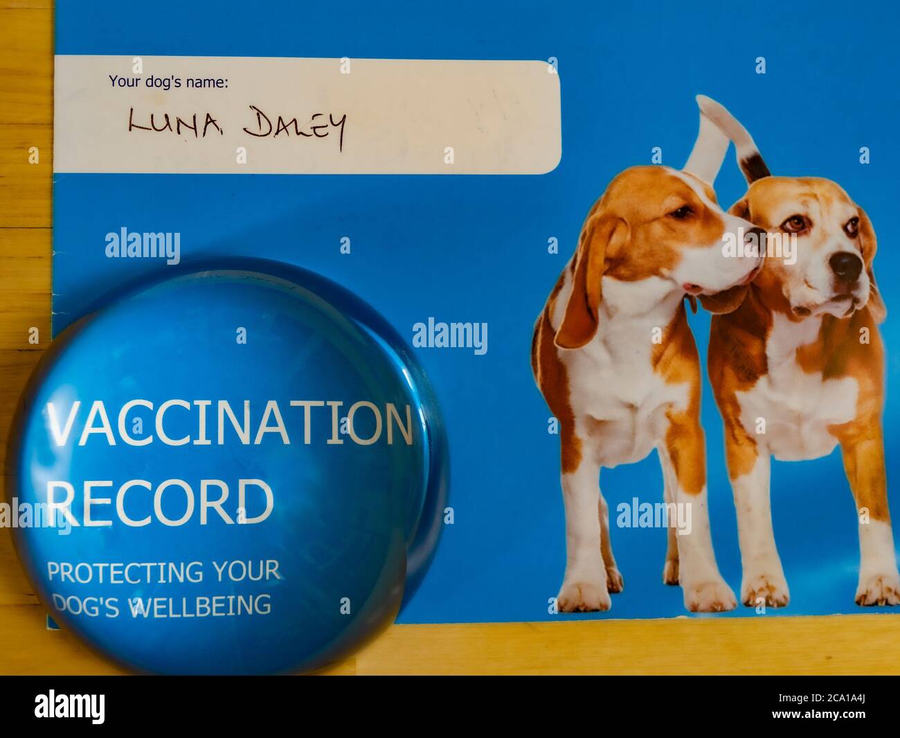 Une loupe à dôme sur le dossier de vaccination d'un chien, d'une pratique vétérinaire comme un dossier chronologique des vaccins de routine, administrés à un chien. Banque D'Images