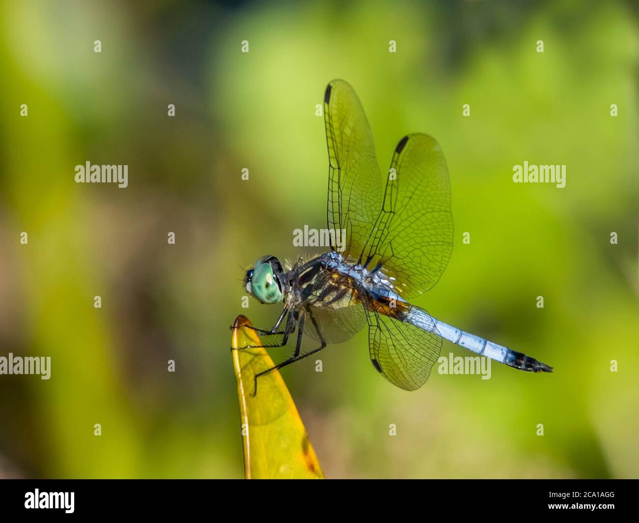 Gros plan de Dragonfly mâle Blue Dasher pris dans Urfer Family Park à Sarasota Floride États-Unis Banque D'Images