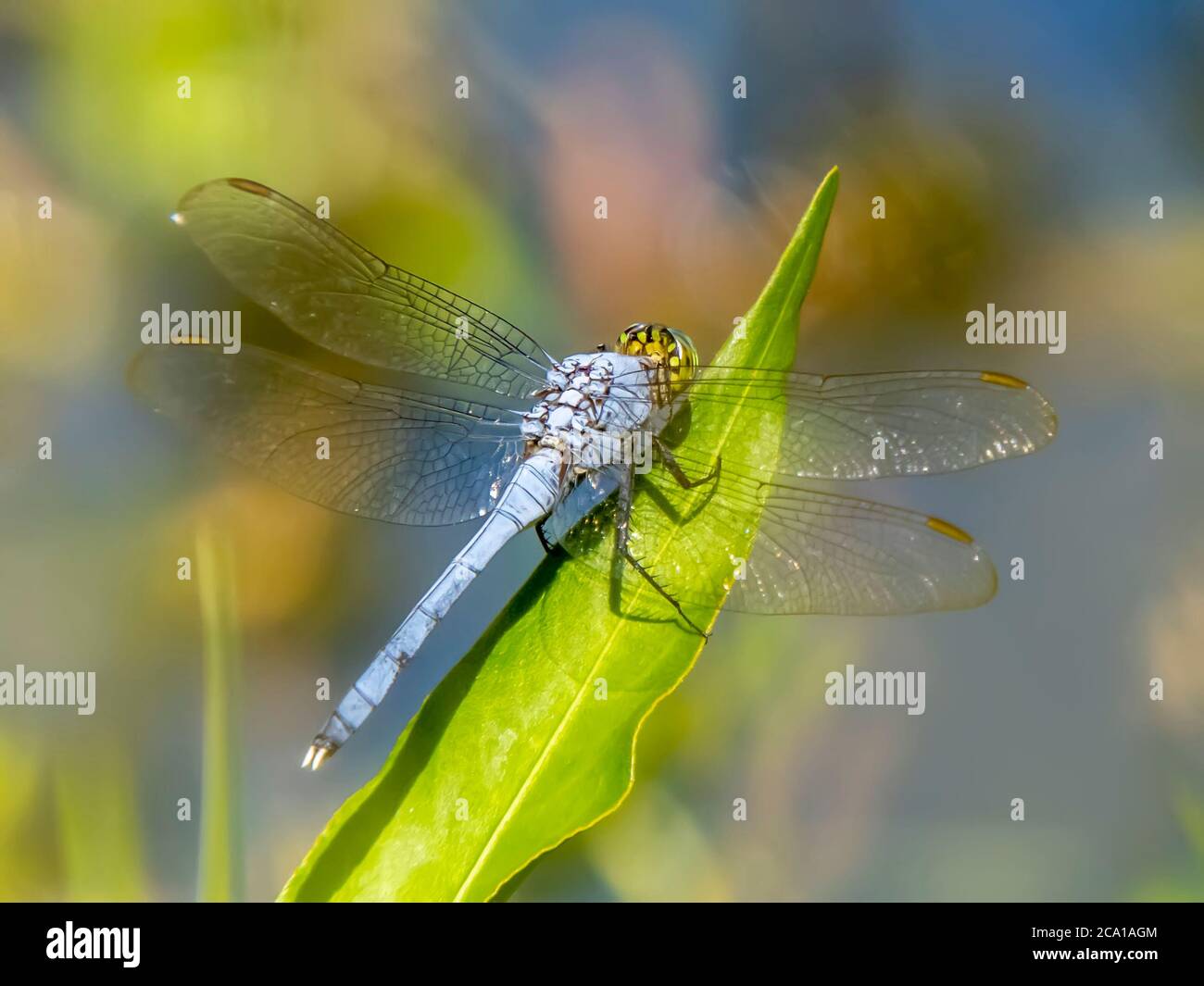 Gros plan de la libellule mâle Eastern ou Common Pondhawk prise dans la réserve Deer Prairie Creek, dans North Port Florida, États-Unis Banque D'Images
