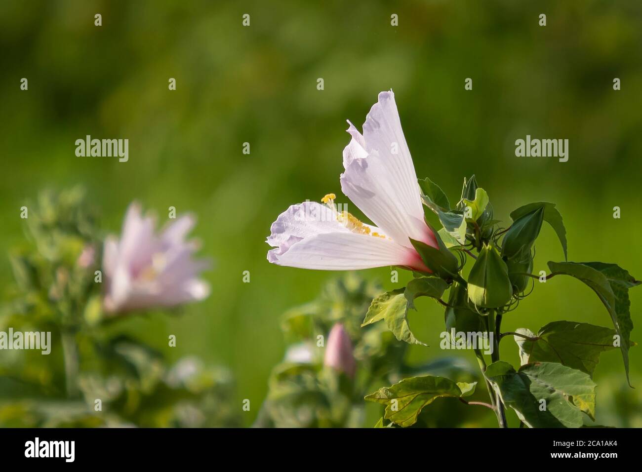 Swamp Mellow a également appelé Rose Mallow ou Swamp Rose Mellow dans le parc national de la rivière Myakka à Sarasota Floride États-Unis Banque D'Images