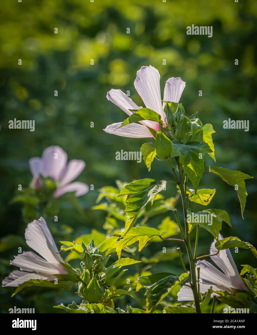 Swamp Mellow a également appelé Rose Mallow ou Swamp Rose Mellow dans le parc national de la rivière Myakka à Sarasota Floride États-Unis Banque D'Images