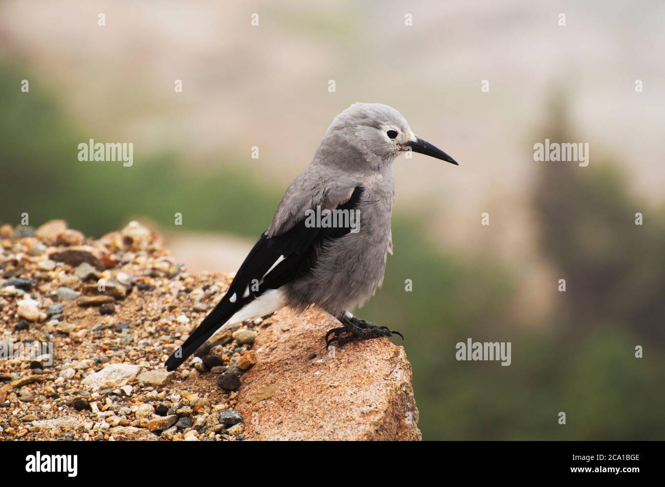 Casse-noisette de Clark assis sur un rocher dans le parc national de Rocky Mountain, Colorado, États-Unis Banque D'Images