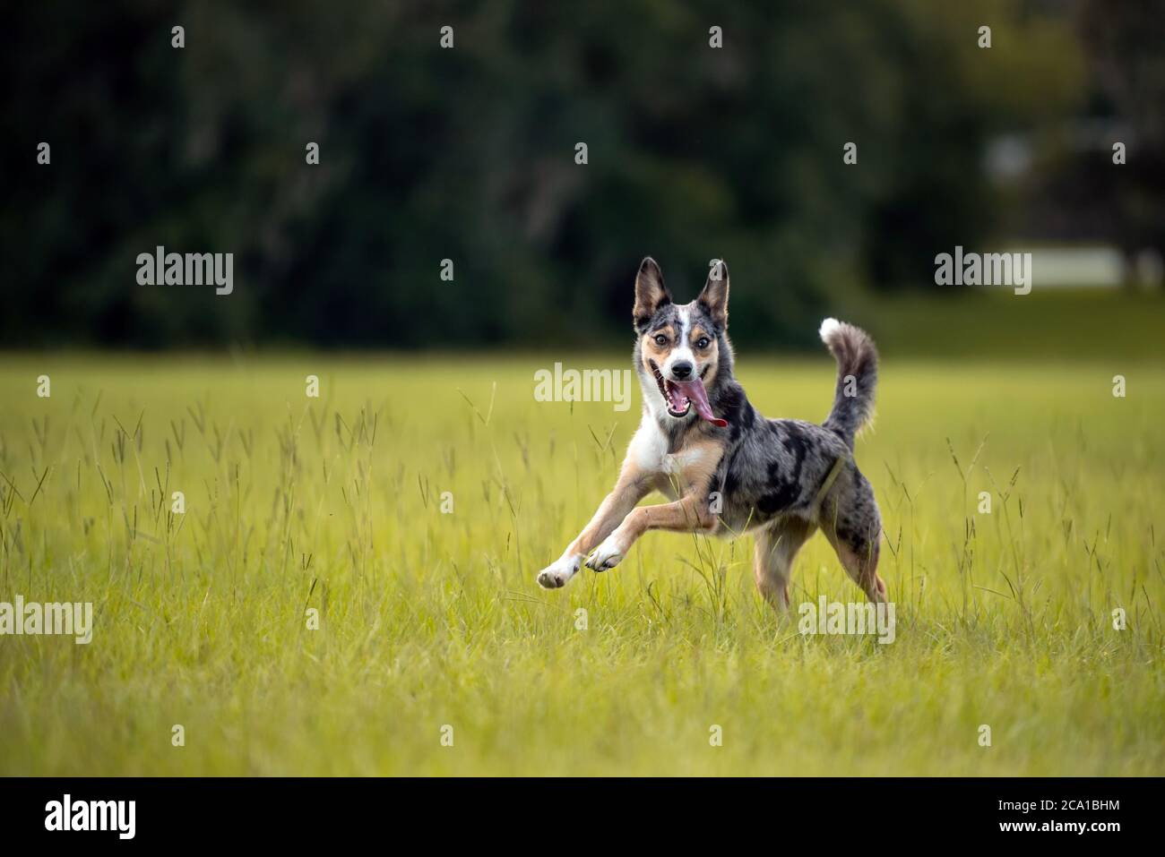 Koolie chien de troupeau australien ou allemand Coolie. Australie chien de troupeau de travail original. Banque D'Images