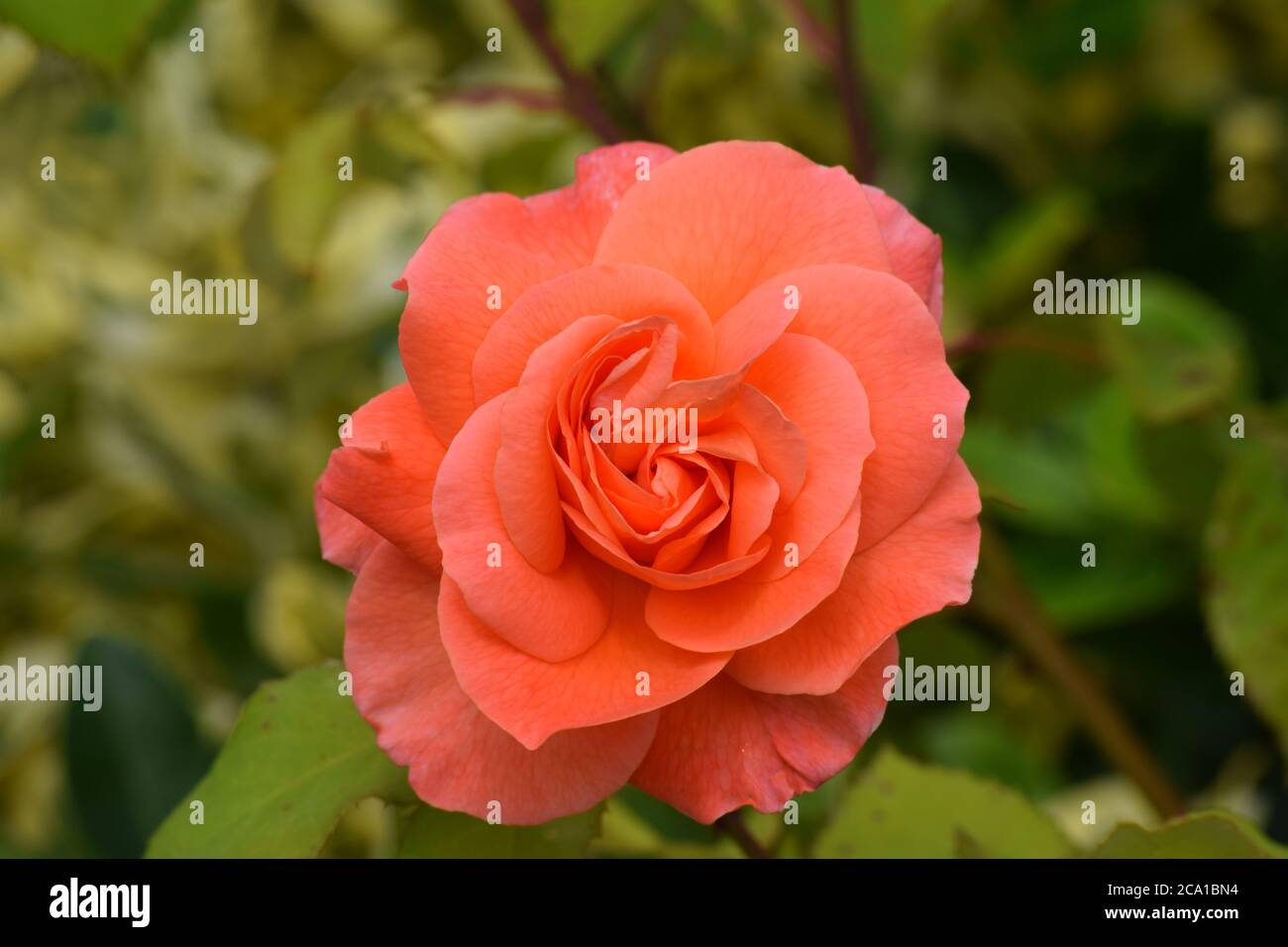 Rose orangée dans un jardin irlandais en été Banque D'Images