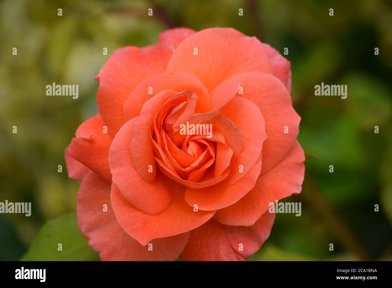 Rose orangée dans un jardin irlandais en été Banque D'Images