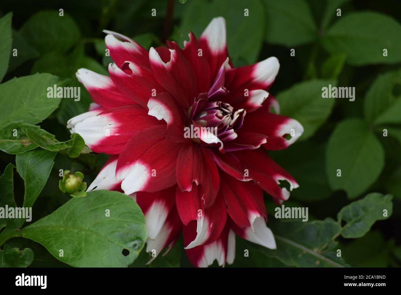 Les dahlia rouges et blanches fleurissent dans un jardin irlandais l'été Banque D'Images