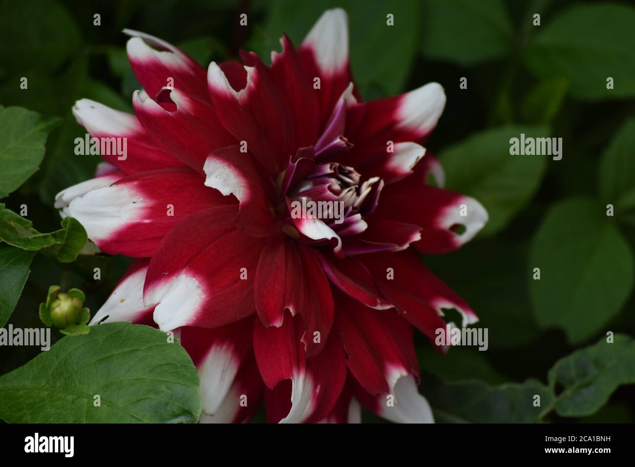 Les dahlia rouges et blanches fleurissent dans un jardin irlandais l'été Banque D'Images