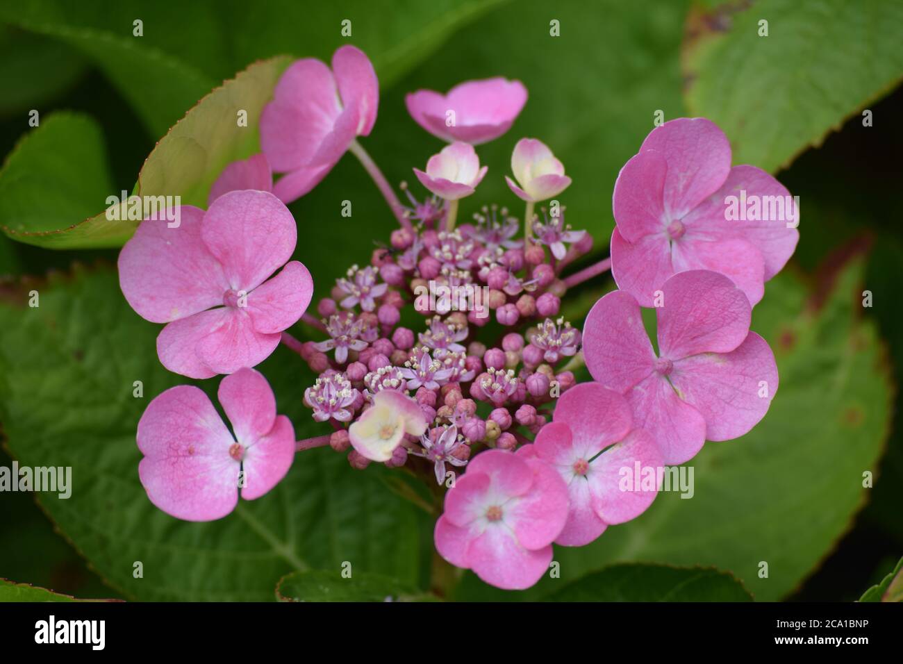 Hortensia rose en fleurs dans un jardin irlandais Banque D'Images